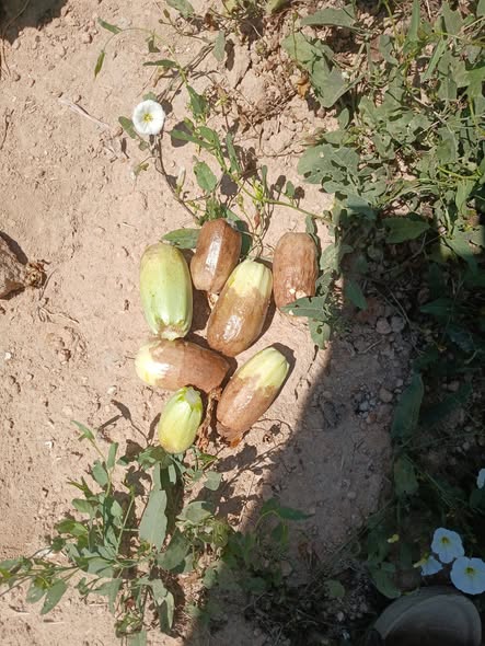 القرع اى السبب وى العلاج